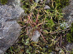 Microseris bigelovii