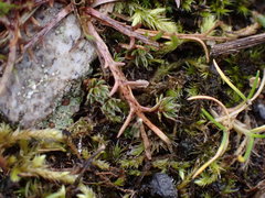 Microseris bigelovii