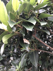 Haritalodes