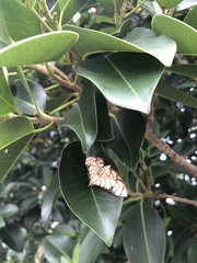 Haritalodes