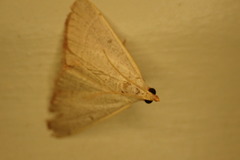 Hypsopygia albidalis
