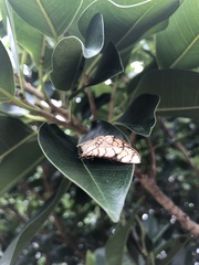 Haritalodes