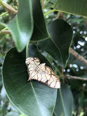 Haritalodes