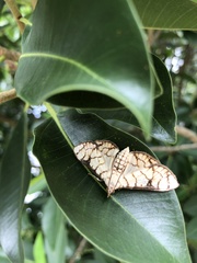 Haritalodes