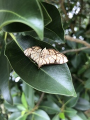 Haritalodes