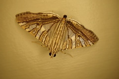 Dysallacta negatalis