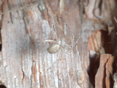 Argiope ocyaloides