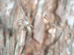 Argiope ocyaloides