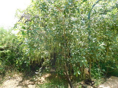 Barringtonia acutangula