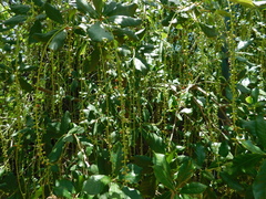 Barringtonia acutangula