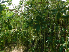 Barringtonia acutangula