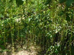 Barringtonia acutangula