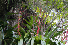 Vriesea philippocoburgi