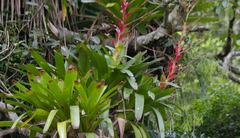 Vriesea philippocoburgi