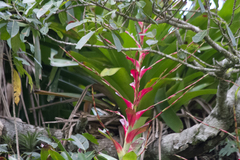 Vriesea philippocoburgi