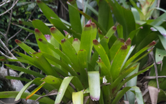 Vriesea philippocoburgi