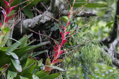 Vriesea philippocoburgi