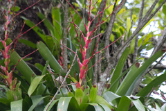 Vriesea philippocoburgi