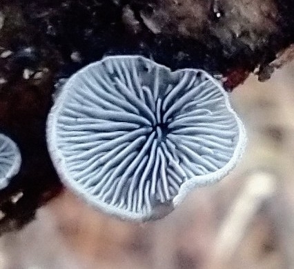 Pleurotineae