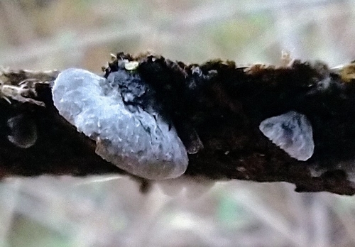 Pleurotineae (Photo 2 of 7)