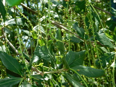 Barringtonia acutangula