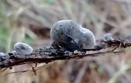 Pleurotineae (Photo 3 of 7)