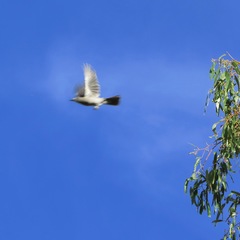 Colluricincla harmonica