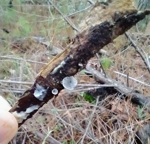 Pleurotineae (Photo 7 of 7)