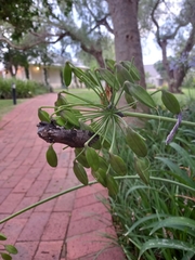 Macrocossus toluminus