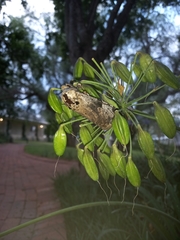 Macrocossus toluminus