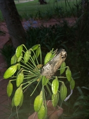 Macrocossus toluminus