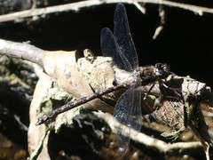 Austroaeschna subapicalis