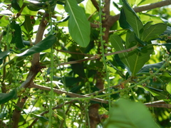 Barringtonia acutangula