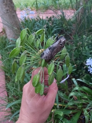 Macrocossus toluminus