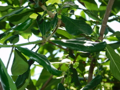 Barringtonia acutangula