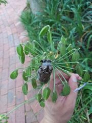 Macrocossus toluminus