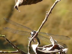 Austroaeschna subapicalis