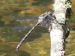 Austroaeschna subapicalis