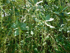 Barringtonia acutangula