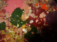 Palmophyllum umbracola