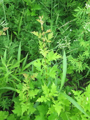 Crataegus pinnatifida