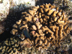 Plectroglyphidodon johnstonianus