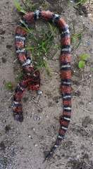 Lampropeltis annulata