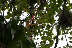 Vriesea philippocoburgi