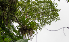 Vriesea philippocoburgi