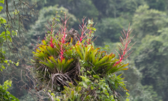 Vriesea philippocoburgi