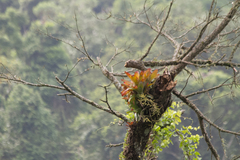 Vriesea philippocoburgi