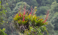 Vriesea philippocoburgi