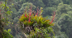 Vriesea philippocoburgi