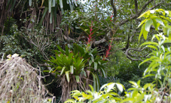 Vriesea philippocoburgi